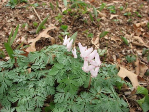 Dutchman's Breeches (Dicentra cucullaria)