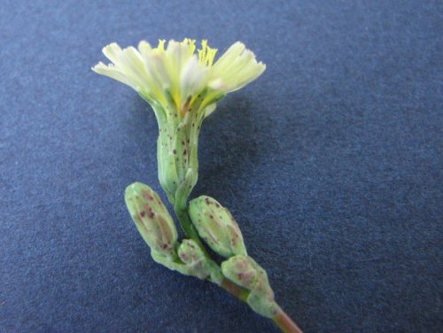 Prickly Lettuce (Lactuca serriola)