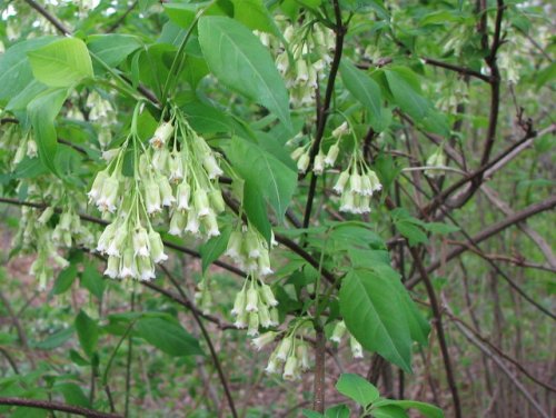 Bladdernut (Staphylea trifolia)