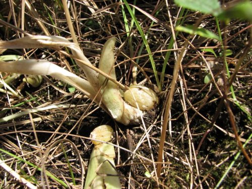 Loesel's twayblade (Liparis loeselii)