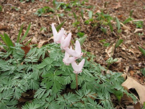 Dutchman's Breeches (Dicentra cucullaria)