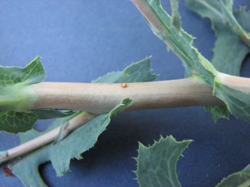 Prickly Lettuce (Lactuca serriola)