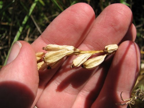 Loesel's twayblade (Liparis loeselii)