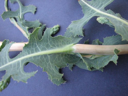 Prickly Lettuce (Lactuca serriola)