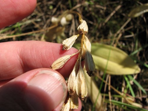 Loesel's twayblade (Liparis loeselii)