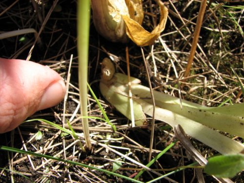 Loesel's twayblade (Liparis loeselii)