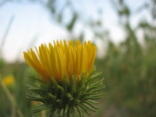 Curly-top Gumweed (Grindelia squarrosa)