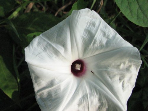 Bigroot morning glory (Ipomoea pandurata)