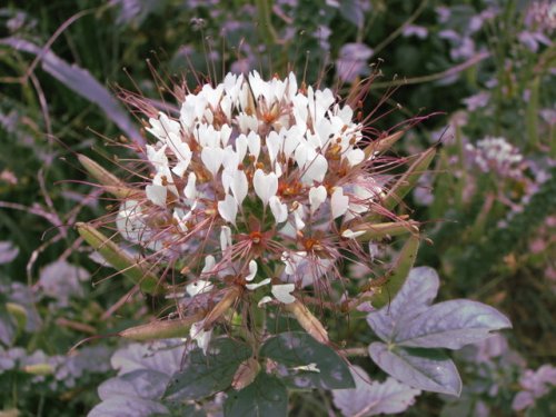 Clammy-weed (Polanisia dodecandra)