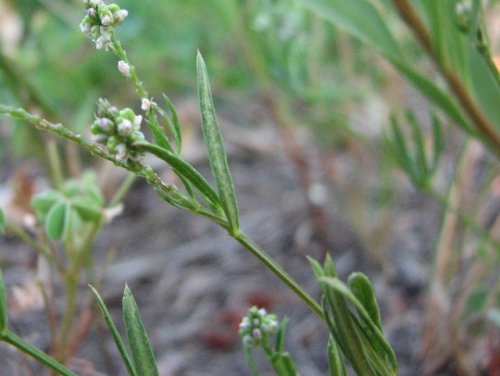 Whorled Milkwort (Polygala verticillata)