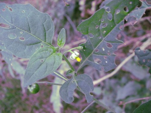 Black Nightshade (Solanum ptycanthum)
