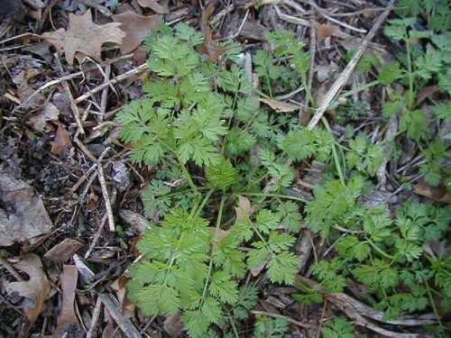 Wild Carrot (Daucus carota)