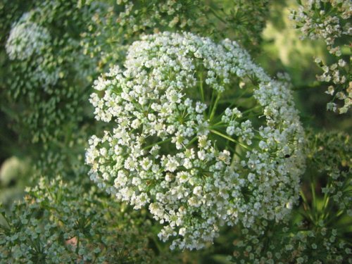 Water Hemlock (Cicuta maculata)