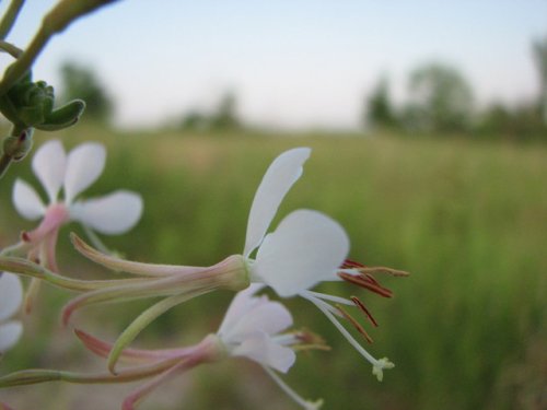 Longflower Beeblossom (Gaura longiflora)