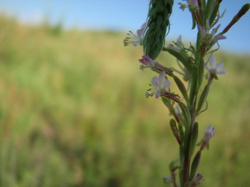 Smallflower Beeblossom (Gaura parviflora)