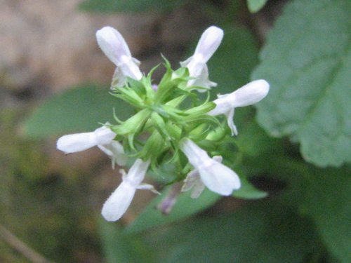 Slenderleaf Betony (Stachys tenuifolia)