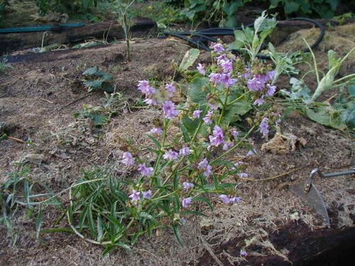 White Four-O'clock (Mirabilis albida)