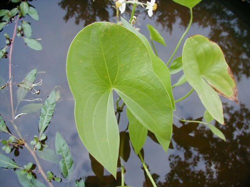 Broad Leaf Arrowhead (Sagittaria latifolia)