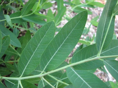 Hemp Dogbane (Apocynum cannabinum)