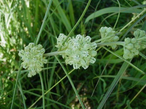 Narrowleaf Milkweed (Asclepias stenophylla)
