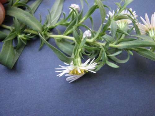 Lanceleaf Aster (Aster lanceolatus)