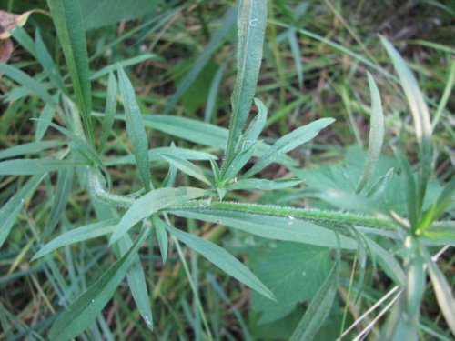 Hairy Aster (Aster pilosus)