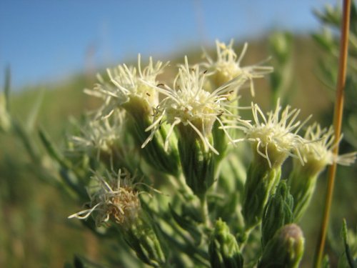 False Boneset (Kuhnia eupatorioides)