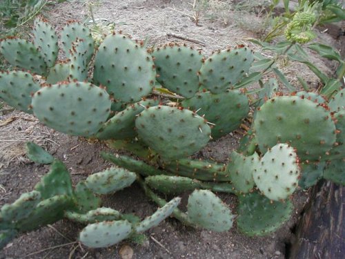 Prickly Pear (Opuntia macrorhiza)
