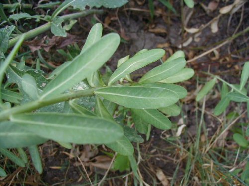 Flowering Spurge (Euphorbia corollata)