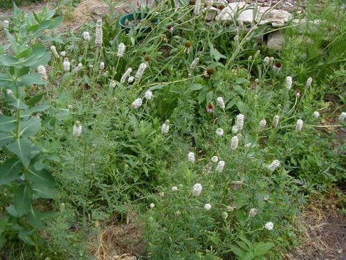 white prairie clover (Dalea candida)