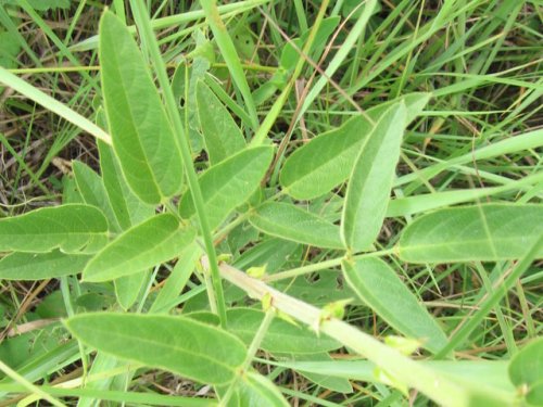 Illinois Ticktrefoil (Desmodium illinoense)