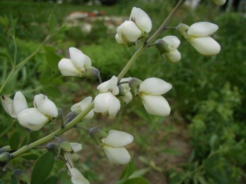 White Wild Indigo (Baptisia alba)