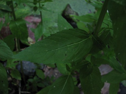 Field Mint (Mentha arvensis)