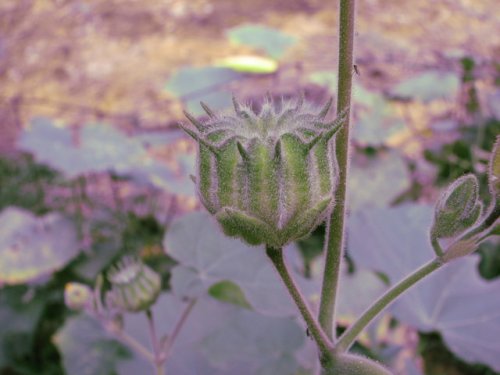 Velvet-leaf (Abutilon theophrasti)