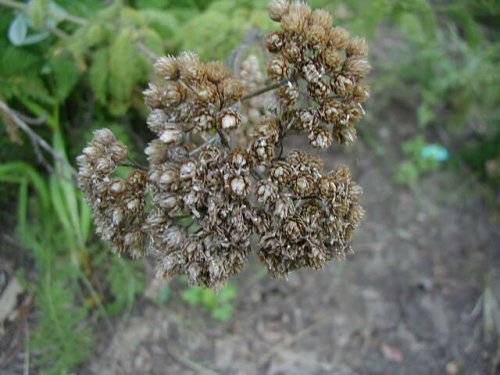 Western Yarrow (Achillea millefolium)