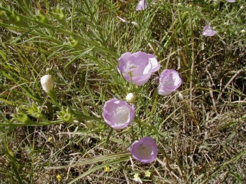 Tall False Foxglove (Agalinis aspera)