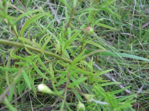 Slenderleaf False Foxglove (Agalinis tenuifolia)