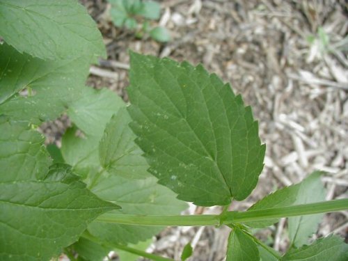 Yellow Giant Hyssop (Agastache nepetoides)