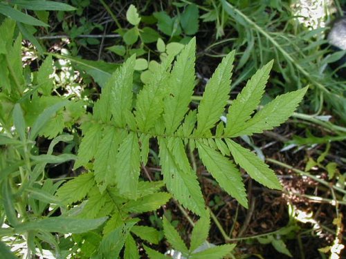 Smallflower Agrimony (Agrimonia parviflora)
