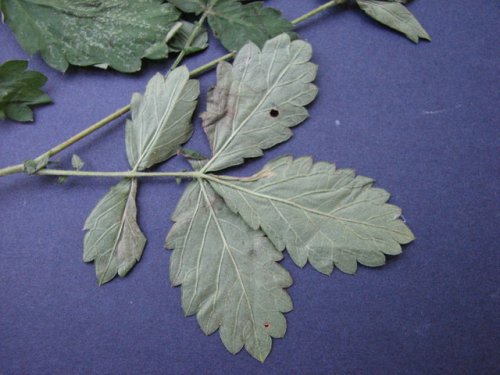 Woodland Agrimony (Agrimonia rostellata)