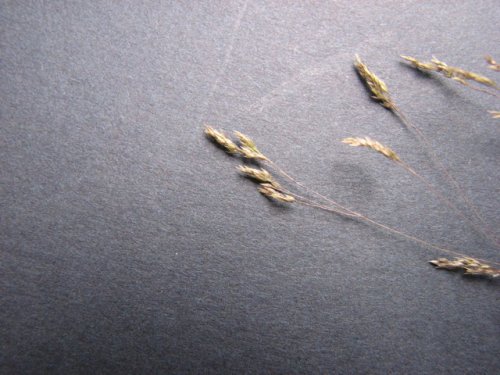 Winter Bent Grass (Agrostis hyemalis)