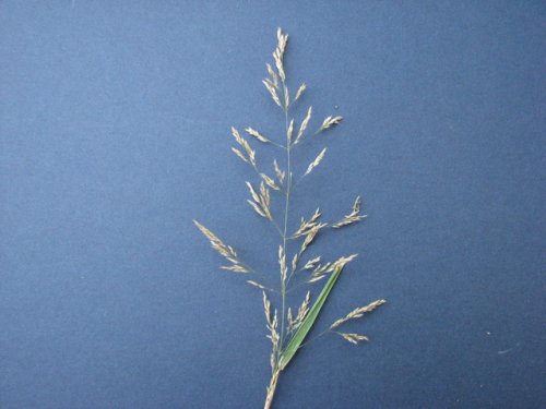 Red Top (Agrostis gigantea)