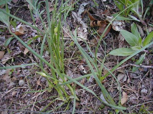 Canada Onion (Allium canadense)