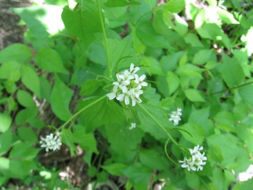 Garlic Mustard (Alliaria petiolata)