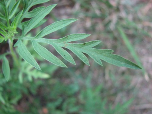 Pale Ragweed (Ambrosia artemisiifolia)