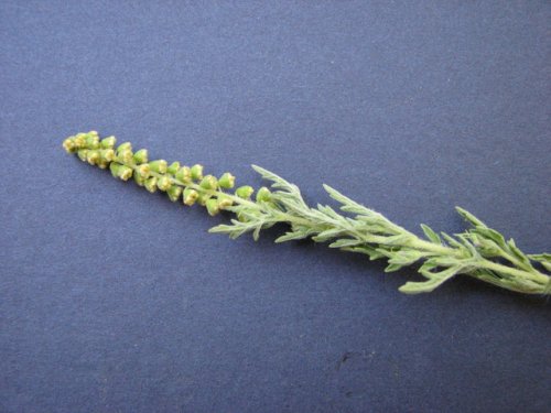 Western Ragweed (Ambrosia psilostachya)