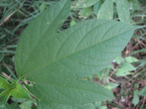 Giant Ragweed (Ambrosia trifida)