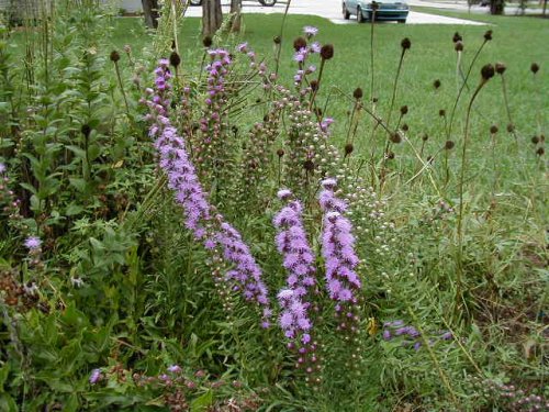 Button Gayfeather (Liatris aspera)