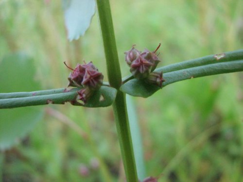 Purple Toothcup (Ammannia coccinea)