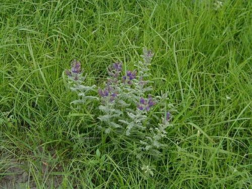 Lead Plant (Amorpha canescens)